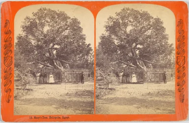 Arbre de Marie. Héliopolis, Égypte.